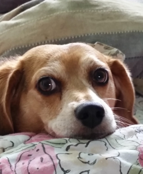 Baylee the Beagle